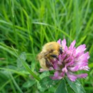 abgeflogene Mooshummelarbeiterin
Hochgeladen am 19.08.2015 von Christine1