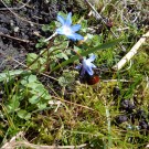 
2415 006
Hochgeladen am 02.04.2015 von Christine1
