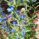 Ackerhummel- Jungkönigin
Hochgeladen am 17.06.2015 von Christine1