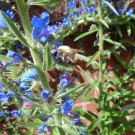 Ackerhummel-Jungkönigin
Hochgeladen am 17.06.2015 von Christine1