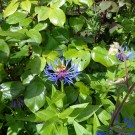 Wie jedes Jahr : Mooshummeln mögen  Bergflockenblumen
Hochgeladen am 24.05.2015 von Christine1