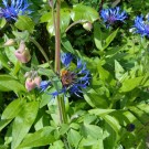 Mooshummel an Bergflockenblume
Hochgeladen am 24.05.2015 von Christine1