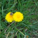 leider sehr unscharf: Sandhummel
Hochgeladen am 23.04.2015 von Christine1