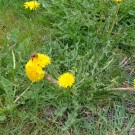 Mooshummel im Osterhever Koog
Hochgeladen am 23.04.2015 von Christine1