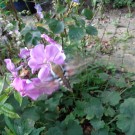 wieder hat ein Labkrautschwärmer den Weg nach Norden gefunden...
Hochgeladen am 26.08.2015 von Christine1