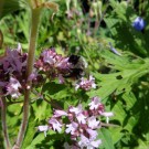 in Ehren ergraute Steinhummel
Hochgeladen am 24.07.2015 von Christine1