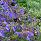 ERdhummel - schon eine Jungkönigin?
Hochgeladen am 03.06.2015 von Christine1