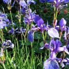 Mooshummelkönigin über der Iris, in der sie kurz vorher verschwand....
Hochgeladen am 07.06.2015 von Christine1