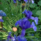 Mooshummel über  Wieseniris  ....
Hochgeladen am 07.06.2015 von Christine1