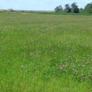 Klee-Wiese, soweit das Auge reicht , Osterhever
Hochgeladen am 15.08.2015 von Christine1