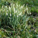 Erste Zeichen
Hochgeladen am 18.02.2015 von Christine1