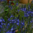 wächst zwischen Steinfugen, und wird von kurzrüssligen Hummeln und Bienen Bienen beflogen : Großer Ehrenpreis
Hochgeladen am 27.05.2014 von Christine1