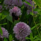 ...dunkle Schönheit - Kuckuckshummel der Steinhummel?
Hochgeladen am 27.05.2014 von Christine1