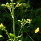 was jetzt so blüht am hummelfreundlichen Gartenzaun: die knotige Braunwurz
Hochgeladen am 27.05.2014 von Christine1
