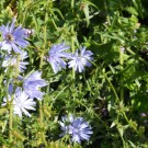 Wollbiene (Weibchen?) an Wegwarte
Hochgeladen am 12.07.2014 von Christine1
