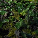 erdhummel an hoher schlüsselblume, 2014
Hochgeladen am 03.05.2014 von Christine1
