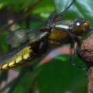 auch sehr schön, aber keine Hummel
Hochgeladen am 22.05.2014 von Christine1