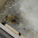 Nest der umgesiedelten ERdhummeln
Hochgeladen am 16.07.2014 von Christine1