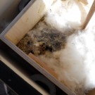 nochmal das Nest...
Hochgeladen am 25.07.2014 von Christine1