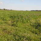 viele Blüten im Rotkleefeld
Hochgeladen am 16.07.2014 von Christine1