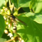 Fast gelungener Versuch , eine Solitäre Wespe an Faulbaum zu fotographierenz
Hochgeladen am 28.07.2014 von Christine1