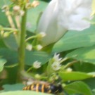 Wespe im Faulbaum
Hochgeladen am 28.07.2014 von Christine1