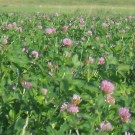 blühendes Rotkleefeld, Osterhever
Hochgeladen am 28.07.2014 von Christine1