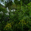 "botanische Versuchsfläache" : Barbara-Kraut, Nachtviole und Beinwell blühen jetzt
Hochgeladen am 27.05.2014 von Christine1