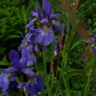 sibirische Iris - auch  eine schöne Hummelpflanze
Hochgeladen am 27.05.2014 von Christine1