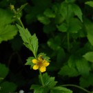 blüht auch  in schattigeren Lagen : echte Nelkenwurz
Hochgeladen am 27.05.2014 von Christine1