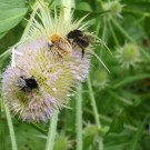 stelldichein auf kardenblüte
Hochgeladen am 03.05.2014 von Christine1
