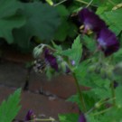 sandhummel an braunem storchschnabel, leider nicht scharf
Hochgeladen am 18.05.2014 von Christine1