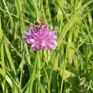 kleine Sandhummel
Hochgeladen am 03.06.2014 von Christine1