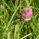 Gartenhummel
Hochgeladen am 03.06.2014 von Christine1