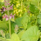 Gartenhummel am Waldziehst
Hochgeladen am 07.06.2014 von Christine1