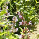 Ackerhummel  am Salbei
Hochgeladen am 07.06.2014 von Christine1