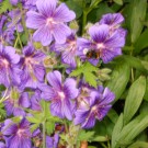 ein Storchschnaben ohne Pollen(bildet keine Samen) - muß aber Necktar haben, da er  viel beflogen wird
Hochgeladen am 07.06.2014 von Christine1