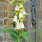 Noch eine Gartenhummel, am großen gelben Fingerhut
Hochgeladen am 07.06.2014 von Christine1