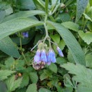 Sandhummel
Hochgeladen am 03.06.2015 von Christine1