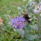 
Sept15 067
Hochgeladen am 19.09.2015 von Christine1