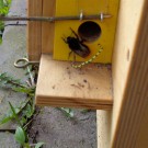 Steinhummel - Übernachtungsgast im Hummelkasten
Hochgeladen am 10.04.2015 von Christine1