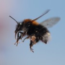 Baumhummel am Rhododendron am 28.05.2016
Hochgeladen am 30.05.2016 von Daisagi