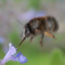 Bombus cf humilis 1b auf "Bienenfreund"
Hochgeladen am 24.05.2014 von Daisagi