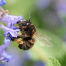 Bombus cf humilis 2 b auf "Bienenfreund"
Hochgeladen am 24.05.2014 von Daisagi