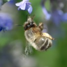 Bombus cf humilis 3 a an "Bienenfreund"
Hochgeladen am 24.05.2014 von Daisagi