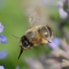 Bombus cf humilis 3 b auf "Bienenfreund"
Hochgeladen am 24.05.2014 von Daisagi