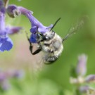 Bombus cf humilis 4 an "Bienenfreund"
Hochgeladen am 24.05.2014 von Daisagi