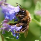 Bombus cf langrüsselig 5 b an "Bienenfreund"
Hochgeladen am 24.05.2014 von Daisagi