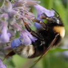 Drohn aus Erdhmmelkomplex an "Bienenfreund"
Hochgeladen am 24.05.2014 von Daisagi