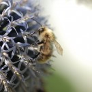 Unbekannte Hummel Ende Juli auf Distel im Garten
Hochgeladen am 18.05.2014 von Daisagi